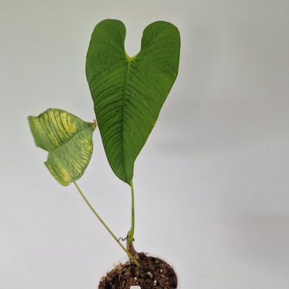 Ecuagenera Rehab Philodendron argyrostachyum