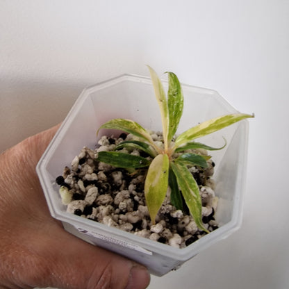Philodendron Tortum Variegated – Young Exact Plant (#2)