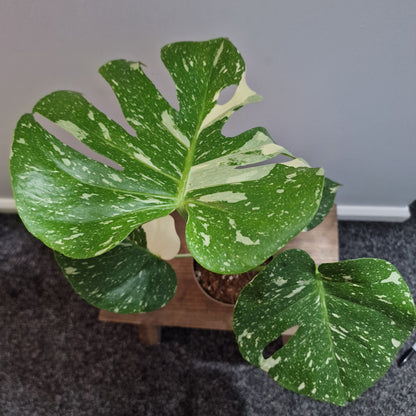 Monstera Thai Constellation Houseplant 12cm pot (4)