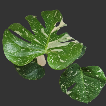 Monstera Thai Constellation Houseplant 12cm pot (4)