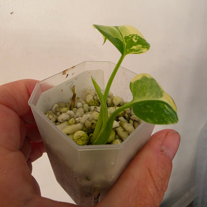 Monstera Lemon Pom Pom – Exact Plant No. 5 - See Description