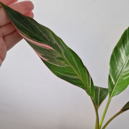 Musa Nono Rare Houseplant approx 40cm tall 10.5cm pot (1)