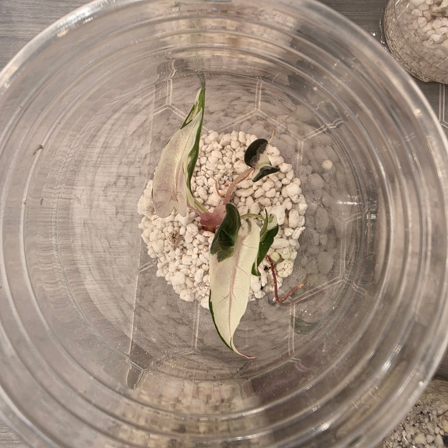 Alocasia Bambino Pink Variegation - See Description
