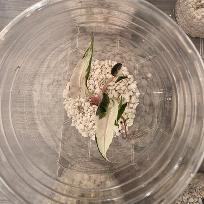 Alocasia Bambino Pink Variegation - See Description