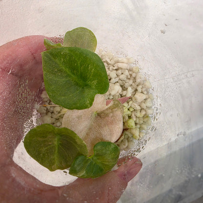 Alocasia Cuprea Pink Spot – Exact Plant No. 2 - See Description