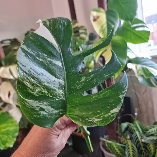 Monstera Albo Highly Variegated Middle Cutting