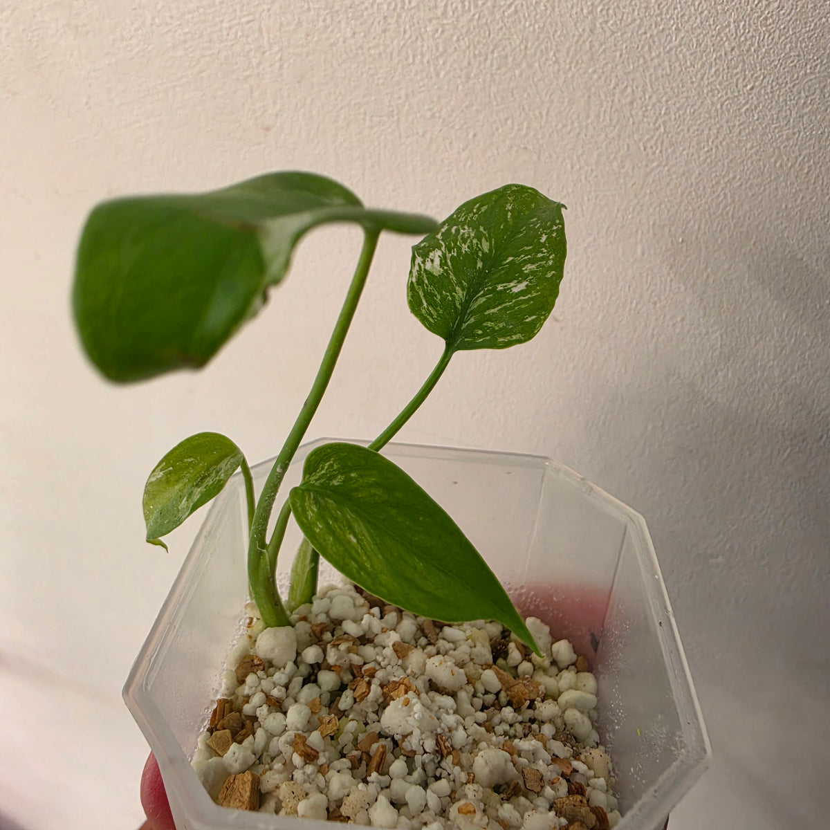 Monstera Devil – Acclimatised TC - Exact Plant (8) See Description