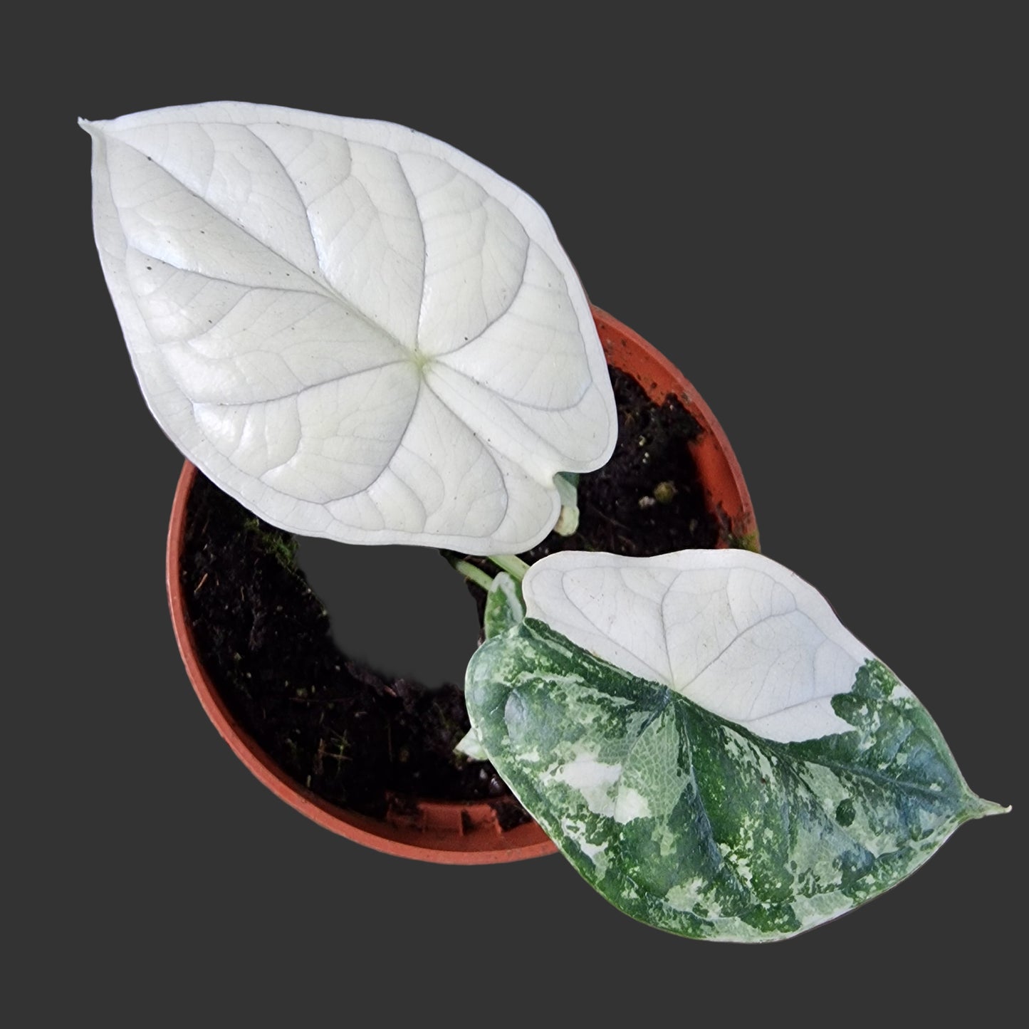 Alocasia Dragon Scale Variegata Rare Houseplant 10.5cm pot (3)
