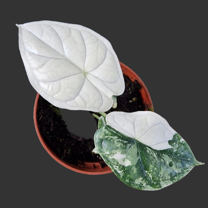 Alocasia Dragon Scale Variegata Rare Houseplant 10.5cm pot (3)
