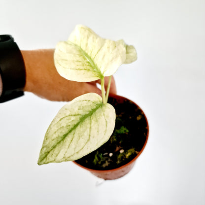 Monstera Deliciosa Mint Variegata Rare Houseplant 10.5cm pot (2)