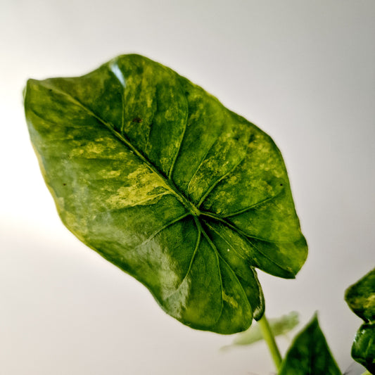 Alocasia Odora Yellow Variegated Houseplant 7cm pot (2) three plants in the one pot