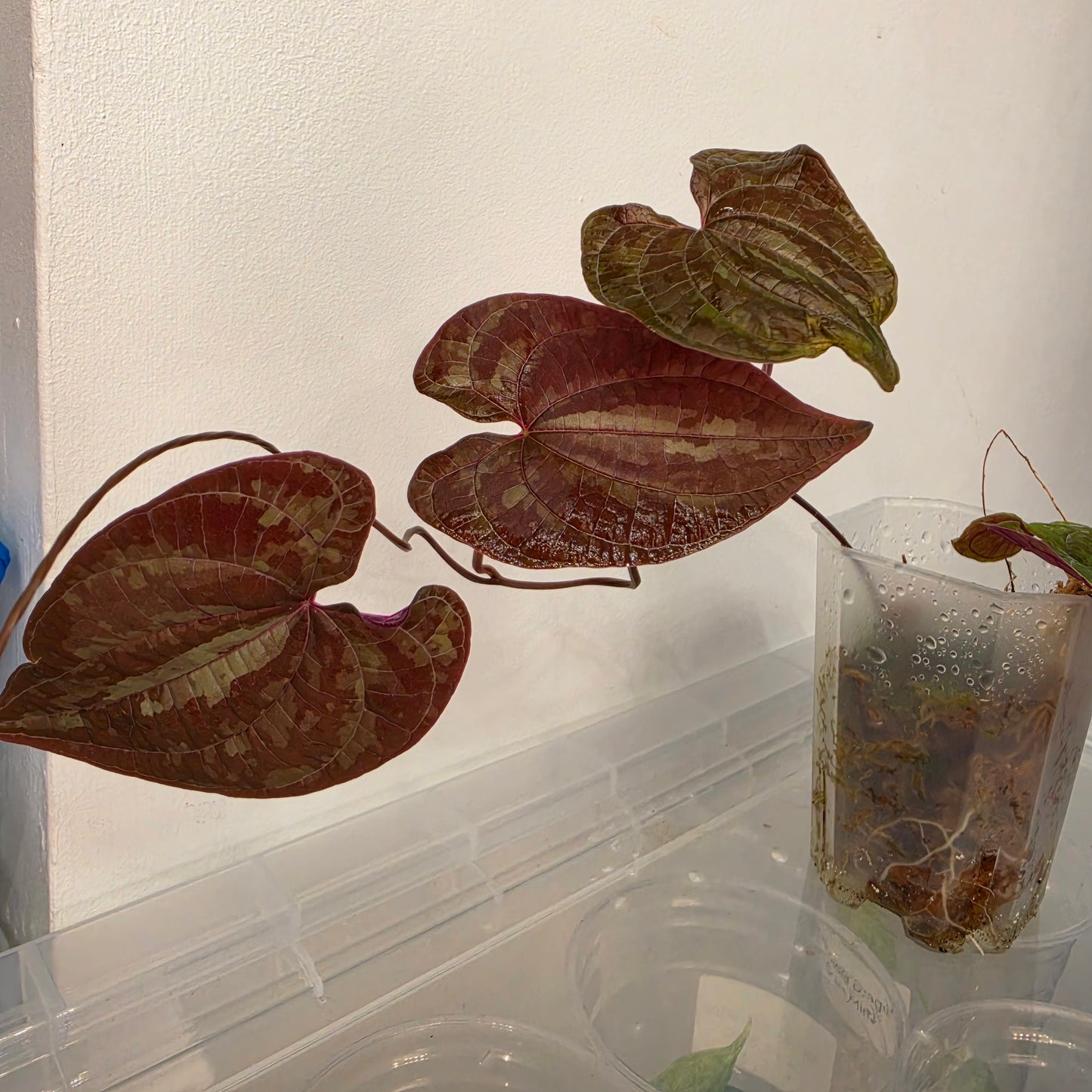 Dioscorea Dioscorea Vining Climbing Plant Exact Plant (1)
