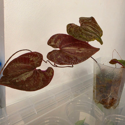 Dioscorea Dioscorea Vining Climbing Plant Exact Plant (1)