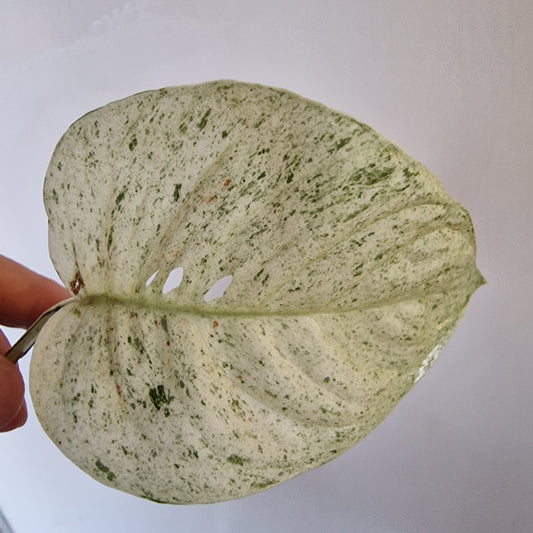 Monstera Laniata Middle Cutting rooting in Water