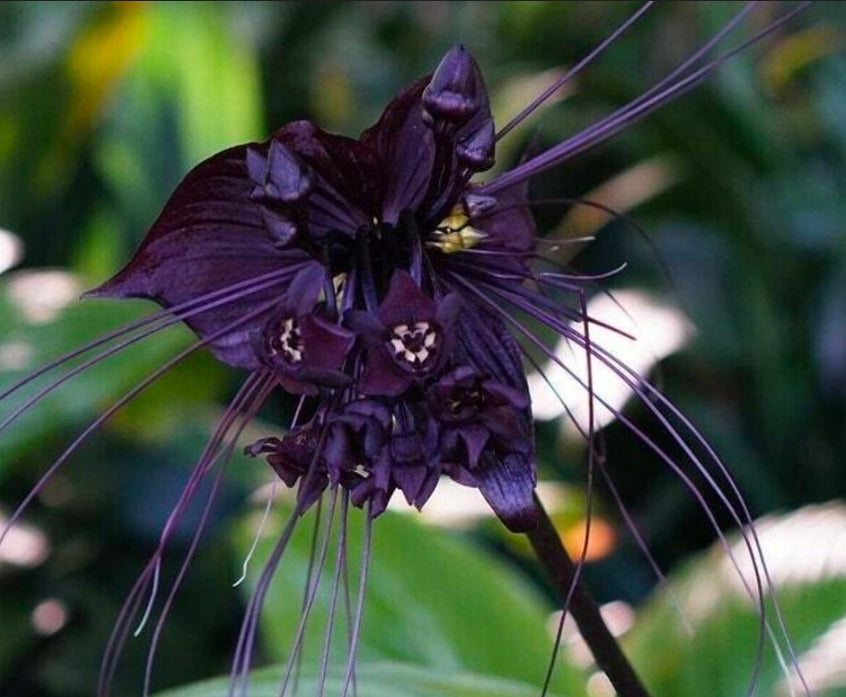 PRE-ORDER – Black Bat Flower (Tacca chantrieri) chosen at random