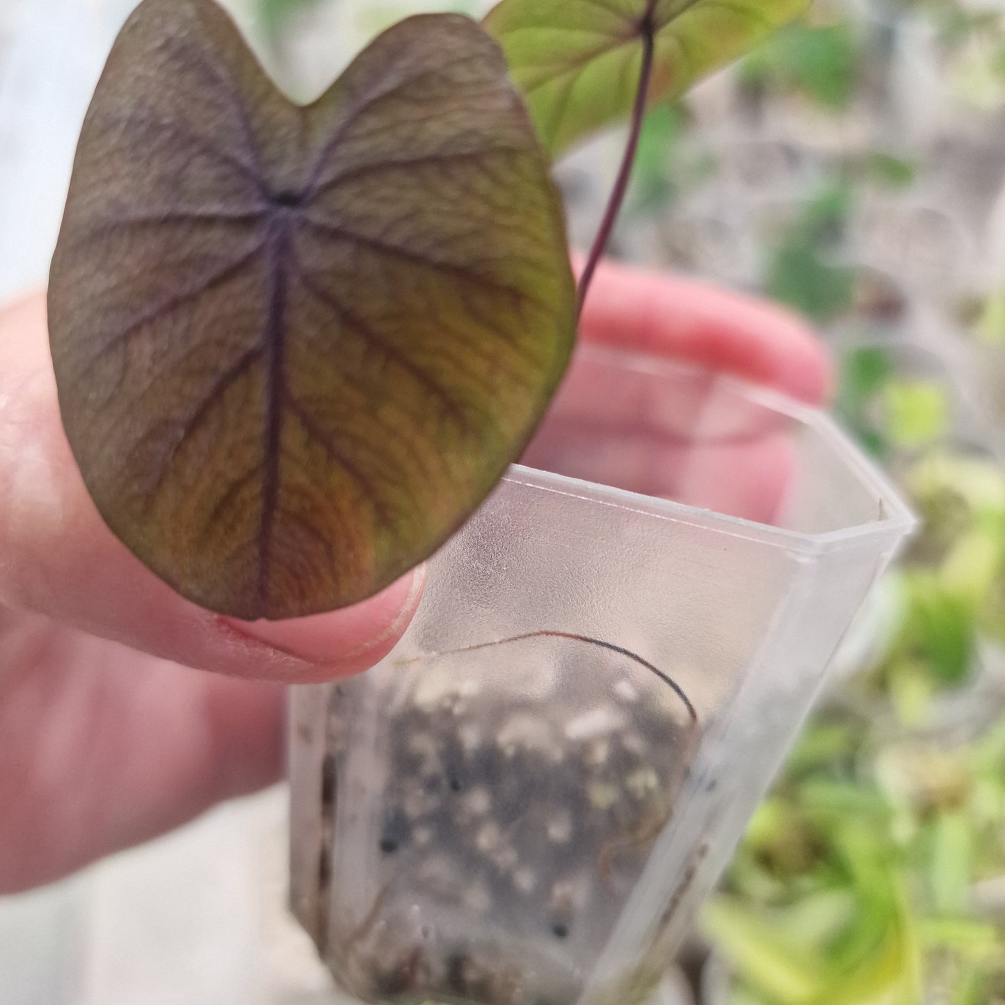 Colocasia Esculenta Black Magic 5cm pot