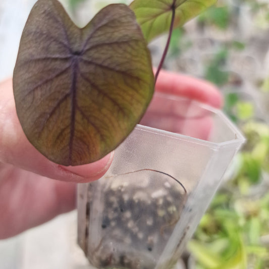 Colocasia Esculenta Black Magic 5cm pot