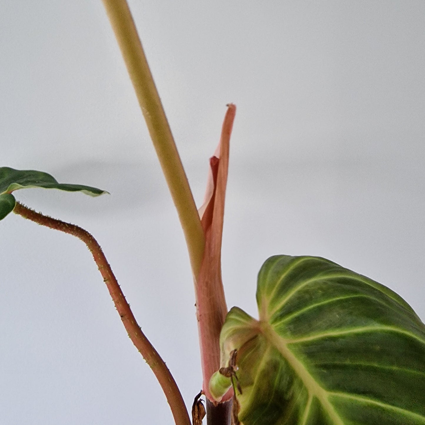Ecuagenera Rehab Philodendron verrocosom Beauty