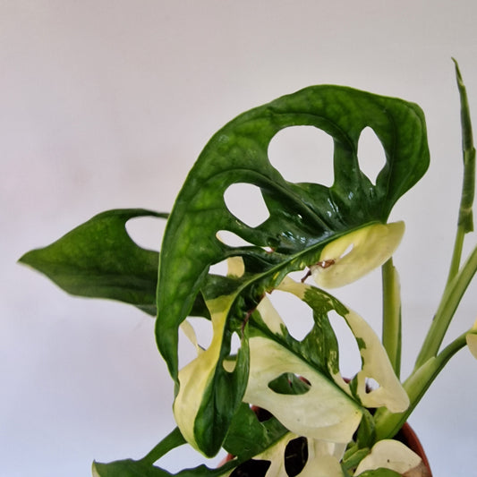 Monstera Adansonii Variegata 10.5cm pot (c)