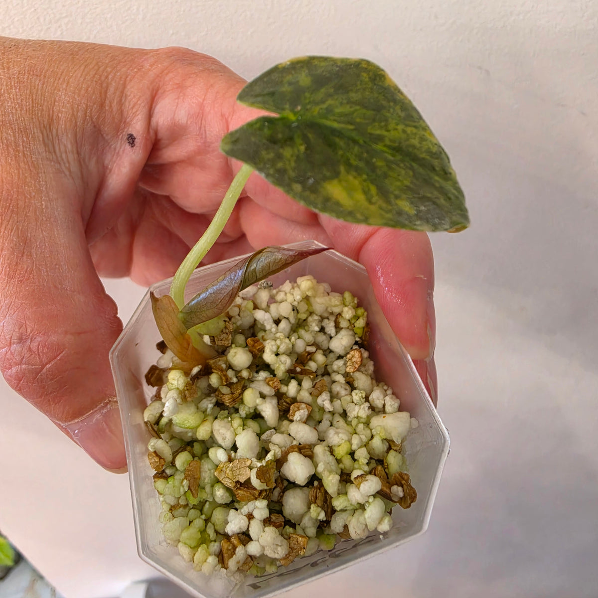 Alocasia Cuprea ‘Latte Gold’ – Acclimatised Tissue Culture | Exact Plant #2
