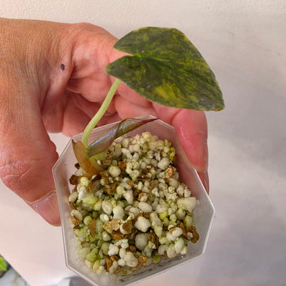 Alocasia Cuprea ‘Latte Gold’ – Acclimatised Tissue Culture | Exact Plant #2
