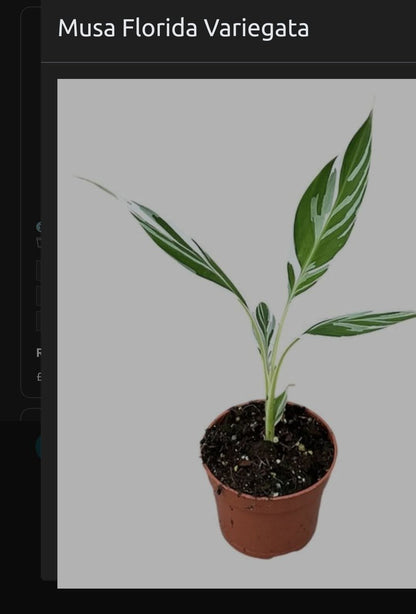 Musa Florida Rare Houseplant approx 40cm tall 10.5cm pot