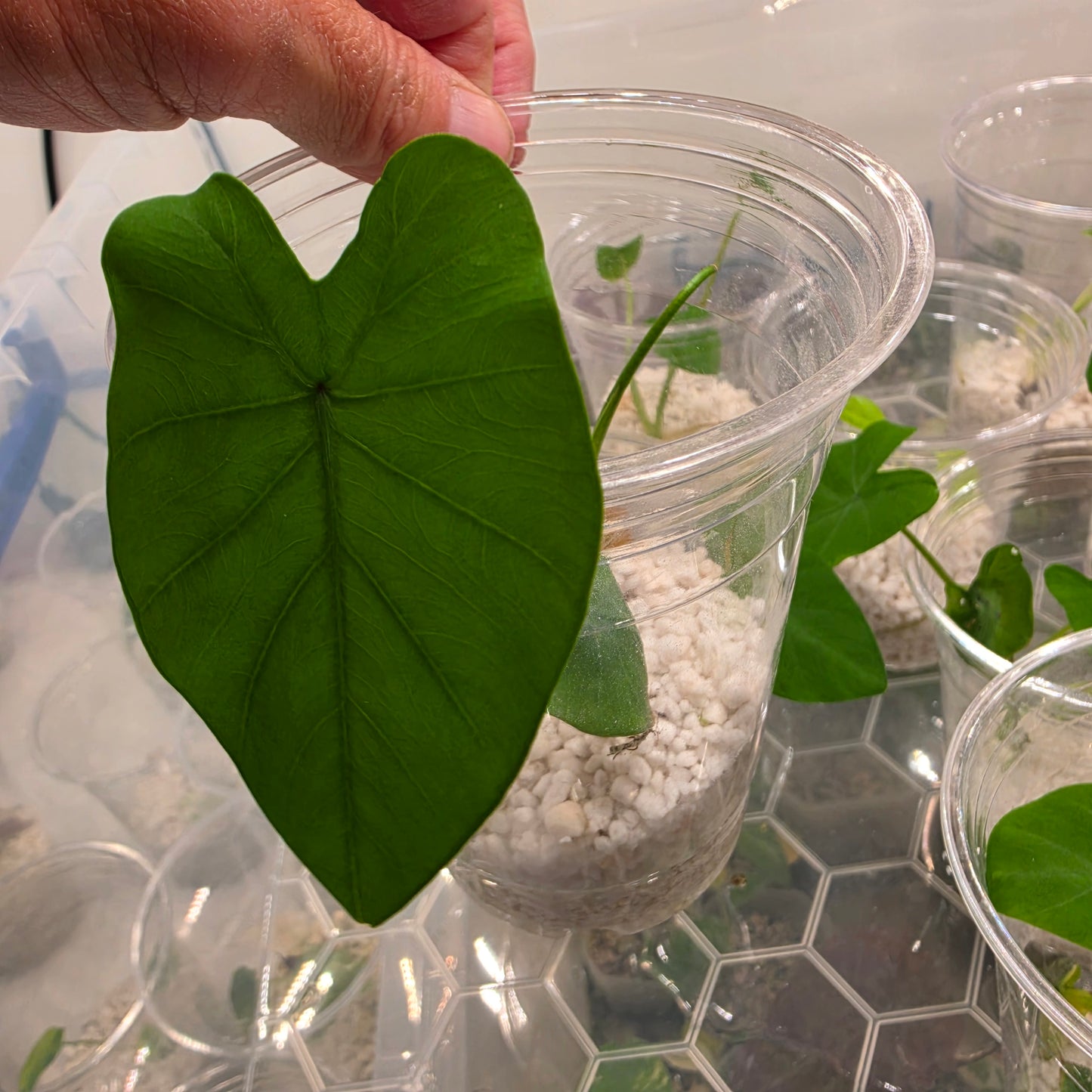 Colocasia Dark Knight – Chosen at Random - See Description
