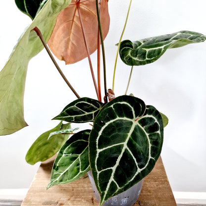 Anthurium Crystallinum x Karma Crystal Hybrid (multiple growing together) Houseplant 17cm pot (2)