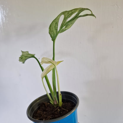 Monstera Adansonii Variegated #E