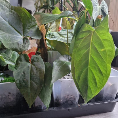 Mystery Ecuagenera Rehab Plant – £25