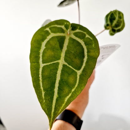 Anthurium Michelle by DocBlock Houseplant 9cm pot (3)