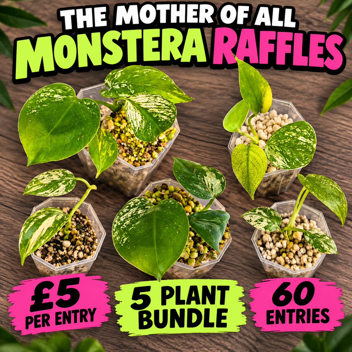 🌿 THE MOTHER OF ALL MONSTERA BUNDLES - SEE DESCRIPTION! 🌿