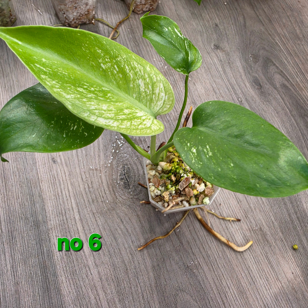 CnG group offers Devil.no 6