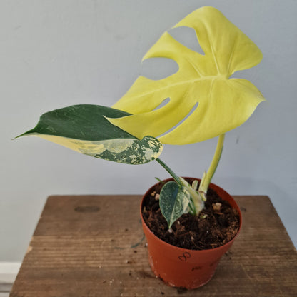 Monstera Deliciosa Aurea – 12cm Pot (#8)