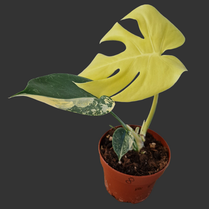 Monstera Deliciosa Aurea – 12cm Pot (#8)