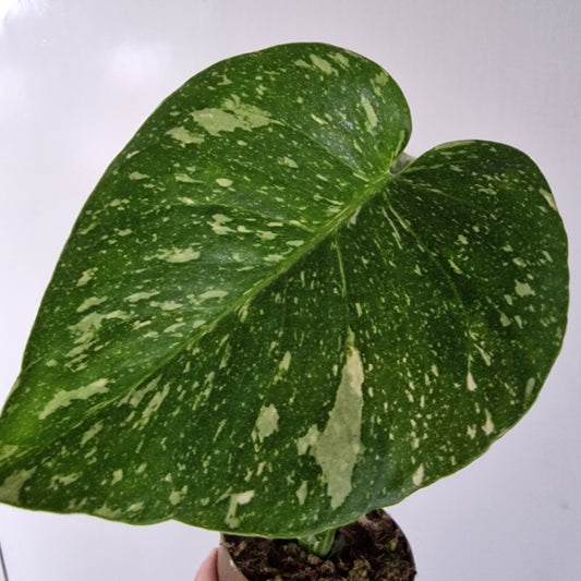 Monstera Thai Constellation Rare Houseplant 11cm pot