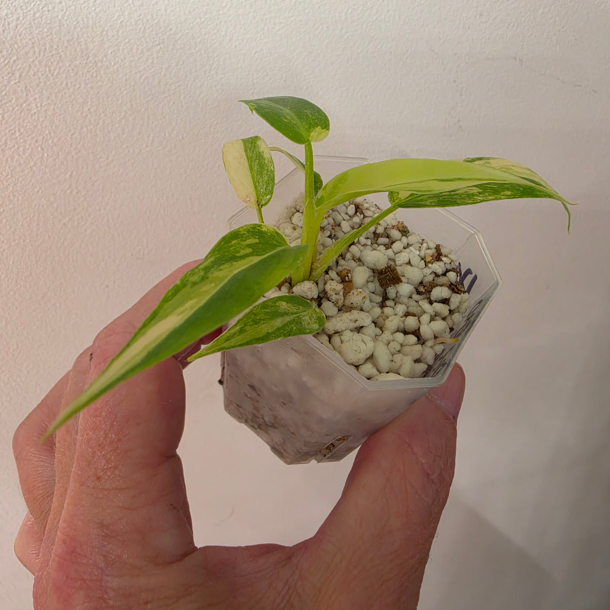 Philodendron Radiatum Variegatum – Exact Plant #4