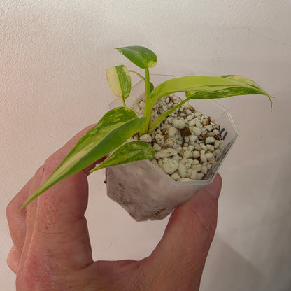 Philodendron Radiatum Variegatum – Exact Plant #4