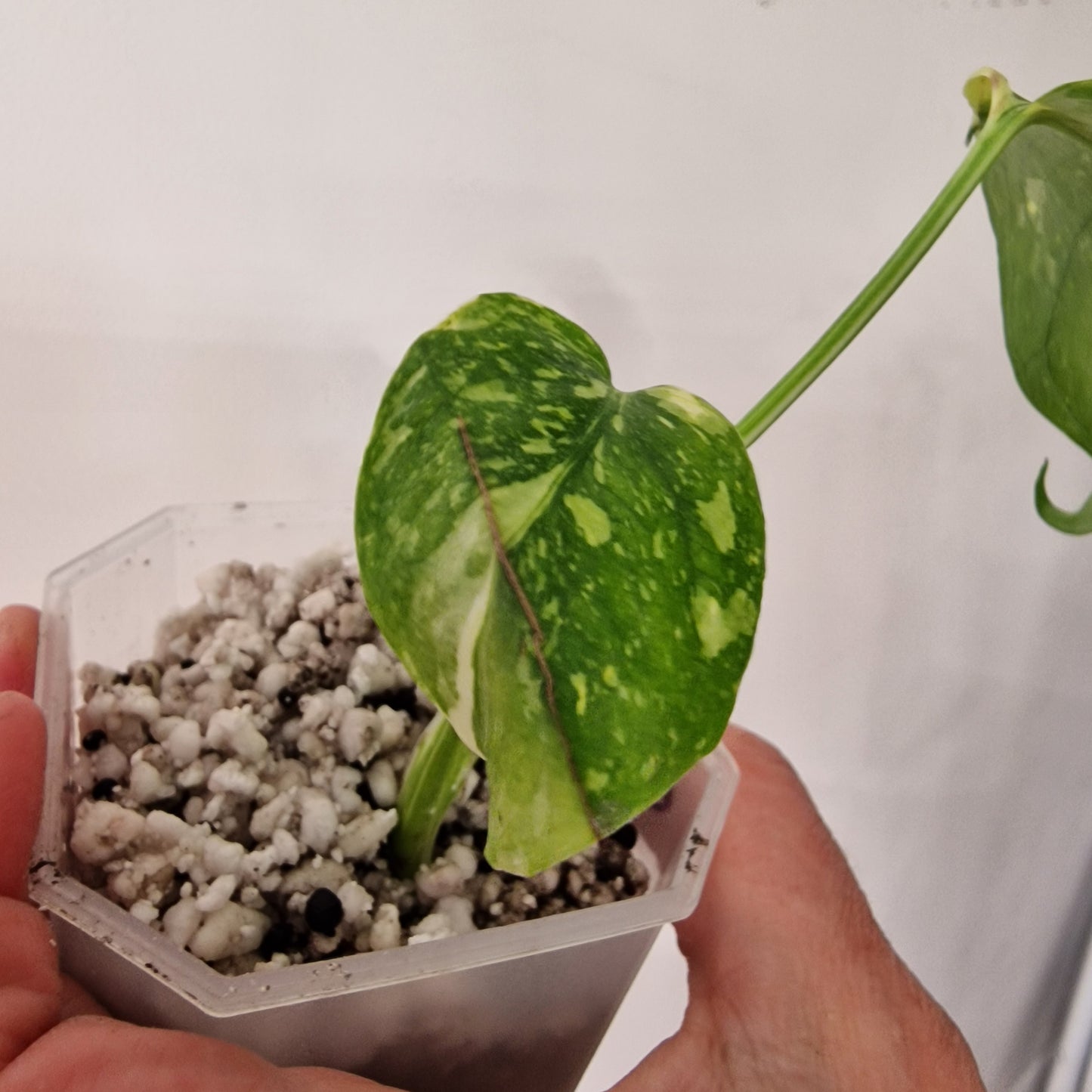 Monstera Electrolight Variegated – Exact Plant (#3)