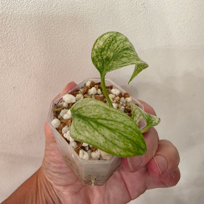 Monstera White Monster Variegated – Exact Plant #5
