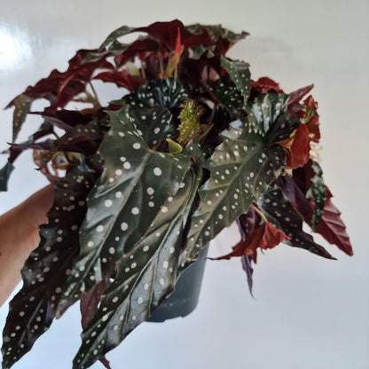 Begonia Black Forest Rare Houseplant 14cm pot