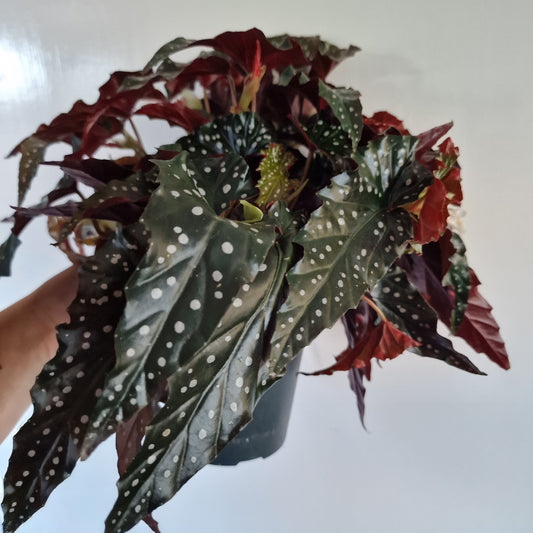 Begonia Black Forest Rare Houseplant 14cm pot