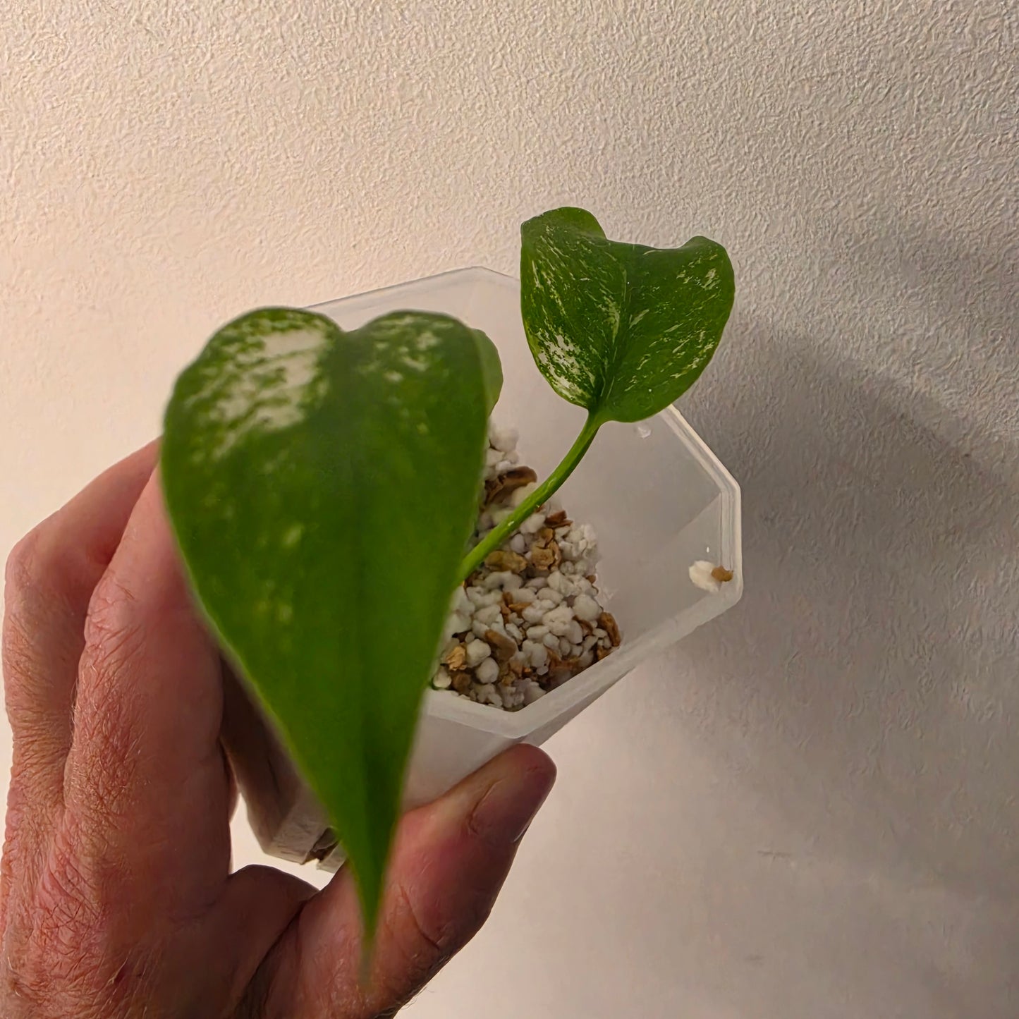 Monstera Devil – Acclimatised TC - Exact Plant (10) See Description