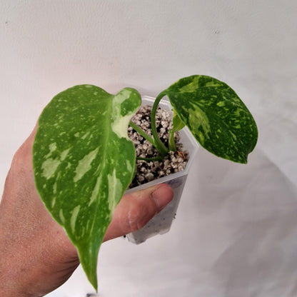 Monstera Electrolight Variegated – Exact Plant (#4)