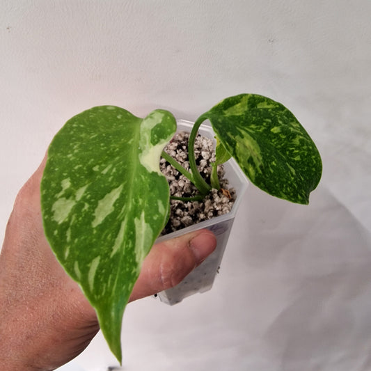 Monstera Electrolight Variegated – Exact Plant (#4)