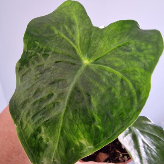 Alocasia Frydek Tattoo Rare Houseplant 8cm pot
