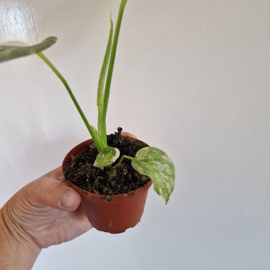 Monstera Thai Constellation Rare Houseplant 8cm pot (d)