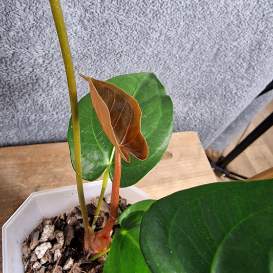 Anthurium Regale Light Ecuagenera Import (o) worth £35 – Rehab Plant