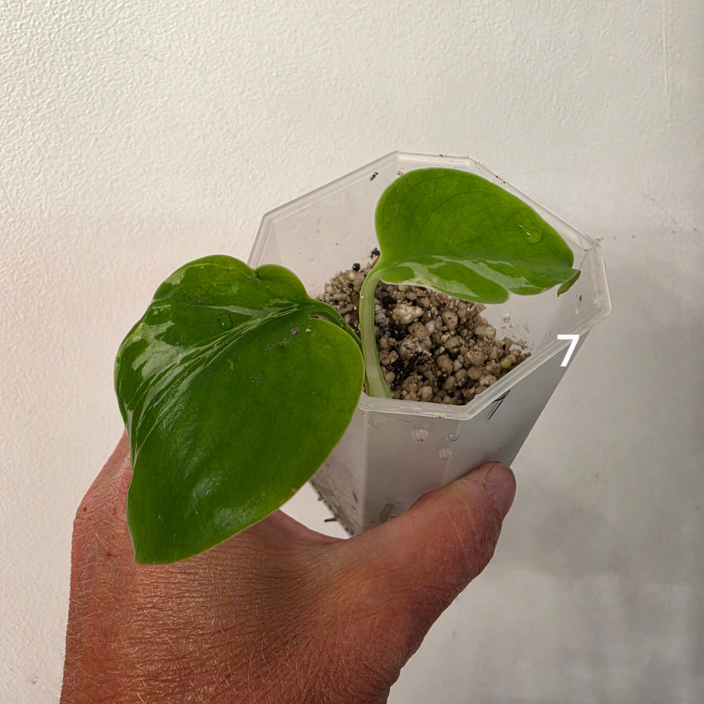 Monstera Bulbasaur 7cm pot – Choose Your Own