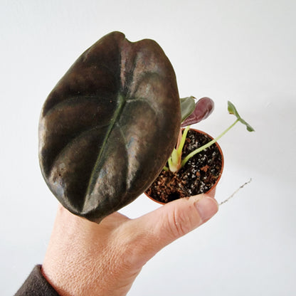Alocasia Cuprea Red Secret Rare Houseplant 6cm pot
